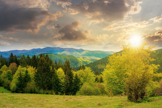 forest on the grassy meadow in mountains at sunset. beautiful countryside landscape in evening light. clouds on the blue sky above the distant borzhava ridge. spring adventures in carpathians