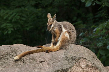 Yellow-footed rock-wallaby (Petrogale xanthopus xanthopus).