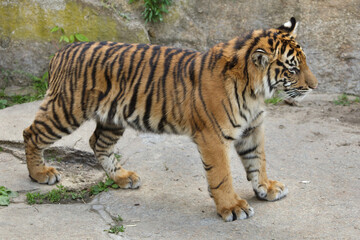 Sumatran tiger cub (Panthera tigris sumatrae)
