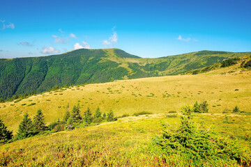 Obraz premium summer mountain landscape in the morning. fir trees on grassy meadows. distant hills beneath a blue sky with clouds. chornohora ridge wonderful travel destination of carpathians