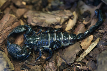 Emperor scorpion (Pandinus imperator).