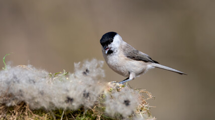 bird, natur, wild lebende tiere, tier, wild, meise, weiß, ast, black, singvogel