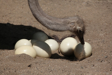Ostrich (Struthio camelus) inspects its eggs in the nest.
