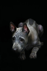 Fototapeta premium Portrait of a Thai Ridgeback. Close. Studio shooting.