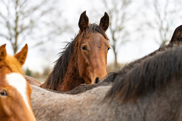 Obraz premium Brown horse's head looks over the mane of a gray horse straight into the camera. Horses are dirty from mud and grass