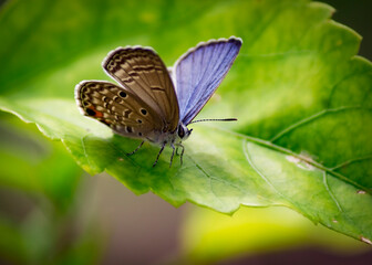butterfly on leaf