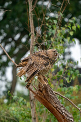 Eurasian Eagle Owl, Bubo bubo, a large species of Eagle Owl. Sit in a tree, Shake its feathers, red eyes staring at you. One of the largest species of owls
