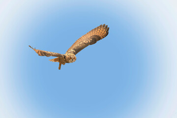 One Eurasian Eagle Owl or Eagle Owl. Flies with spread wings against a blue and white clouded sky. Red eyes stare at you while he is hunting. Fresh colors, cloudscape, composite photo