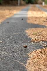 Asphalt road covered with dead pine needles