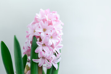 Hyacinth pink flowers on the netural background. Spring greeting card
