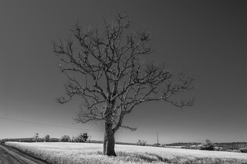 dry tree, nature images, photography


