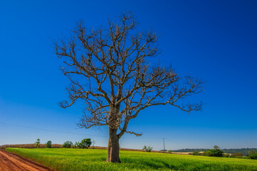 dry tree, nature images, photography

