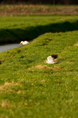 A hawk lands in the grass of a beautiful green landscape. Out of focus a white heron on the waterfront in the grass