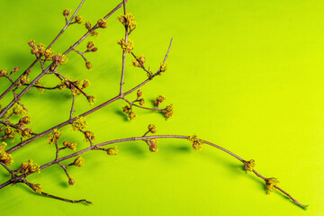 Blooming twigs of dogwood