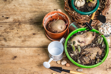 Spring planting and gardening concept