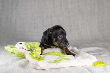 Brown and black, brindle Jack Russell Terrie puppy. Lies on a toy elephant. Dog seen in front. Cream colored background