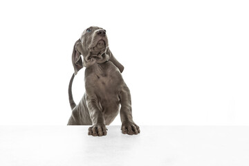 Silver color puppy of Weimaraner dog posing isolated over white background.