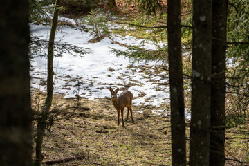Naklejka na ściany i meble roe deer, capreolus capreolus, in spring on the mountains is looking at camera