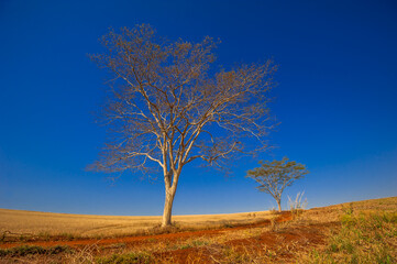dry tree, nature images, photography

