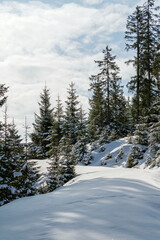 a snowed in forest road on the mountains on a sunny day