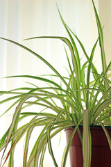 Chlorophytum comosum is a popular houseplant often called the Spider Plant.
