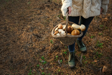 Woman holding basket with porcini mushrooms in forest, closeup - Powered by Adobe
