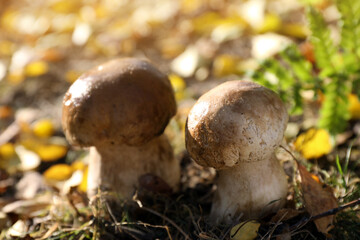 Fresh wild mushrooms growing in forest, closeup view