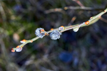 Pussy willow twig with buds and raindrops on a blurred background