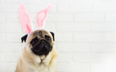 Attention smiling  pug  dog  with bunny ears  on white background  with space for text . Easter ...