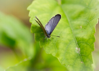 butterfly on a green leaf