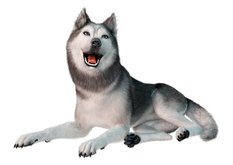 3D Rendering Siberian Husky on White