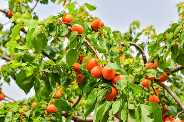 The field is covered with red apricot trees