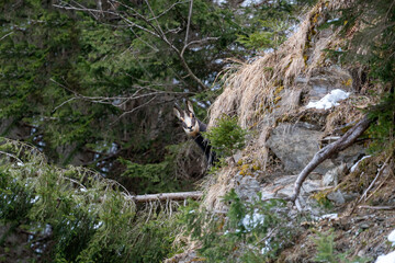 a young chamois buck, rupicapra rupicapra, observing the environment and is looking at camera