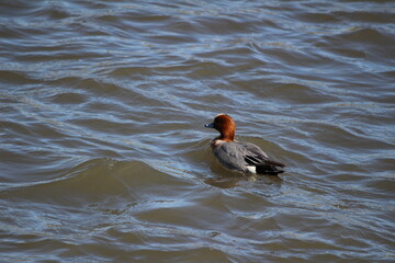 冬の川で泳ぐヒドリガモのオス