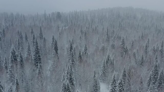 Winter taiga in Gornaya Shoria. Drone footage
