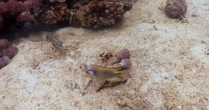 Slingjaw wrasse trying to get prey in sands around coral on sea bed, zoom out 4K footage