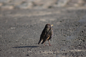 sparrow on the beach