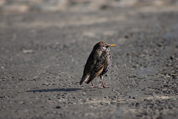 sparrow on the beach