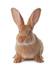 Cute bunny isolated on white. Easter symbol