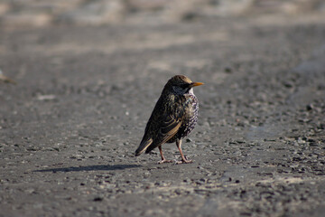 sparrow on the beach
