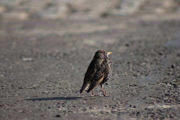 sparrow on the beach
