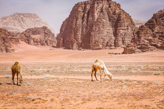 Wadi rum in Jordan sandy landscape with camels