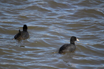 冬の川で泳ぐオオバン