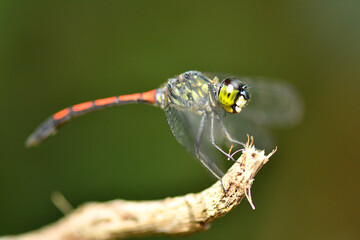 Red tail yellow body dragonfly