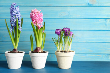 Fototapeta na wymiar Different beautiful potted flowers on blue wooden table. Space for text