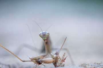 The praying mantis feeds on a grasshopper