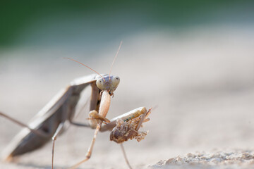 The praying mantis feeds on a grasshopper