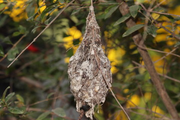 Robin's bird and hummingbird's nest built on a tree branch
