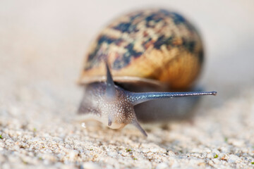 Snail with the heavy shell on the back