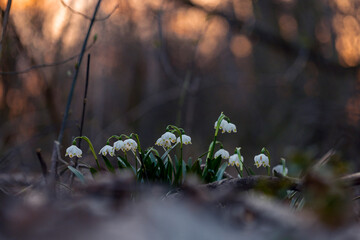 Obraz premium The first spring flowers spring snowflake (Leucojum vernum) in the evening light. Leucojum vernum, called spring snowflake is a perennial bulbous flowering plant species in the family Amaryllidaceae. 